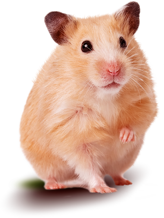 Hamster