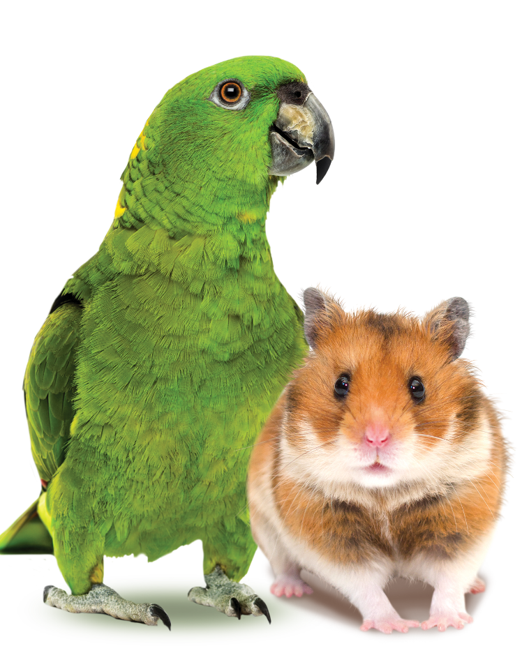 champion minipets-conejo