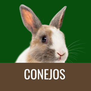 Minipets Conejos