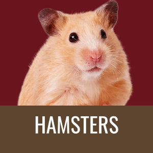 Minipets Hamster
